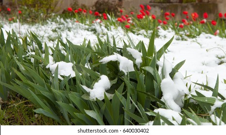 Tulips under the snow