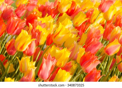 Tulips In Washington Park, Albany, NY