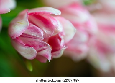 Tulips with water drops