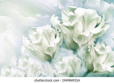 Tulips white   flowers  on white background.  Floral  spring  background.  Close-up. Nature.
