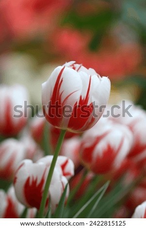 Tulips  white with red on a motley green vegetable background it is vertically. Macro. Liliaceae Family. Tulipa. Copy space