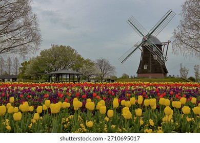 The Tulips and the Windmill