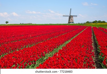 Tulips And Windmill