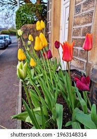 Tulips In A Window Box Next To A Road