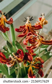 Tulips Withered Flowers Vase Herbarium