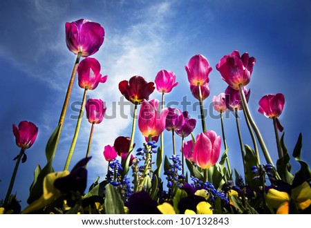 Similar – Tulips Tulips Tulips Tulips