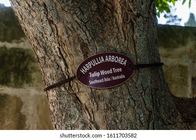 Tulipwood (Harpullia Pendula) In San Anton Garden, Valetta, Malta