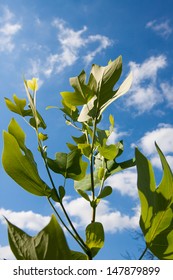 Tulipwood Tree Leaves Against The Sky