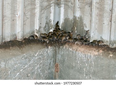 Tullamore, NSW, Australia. May 2021. Mice Swarm In A Shed In Central NSW