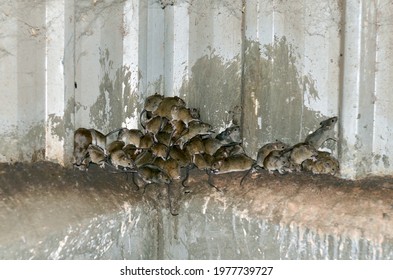 Tullamore, NSW, Australia. May 2021. Mice Swarming In A Shed At Tullamore In Central NSW