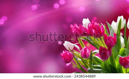Tulpen vor rosa Bokeh Panorama Stock fotó © 