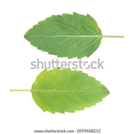 Tulshi leaf With White Background