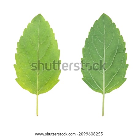Tulshi leaf With White Background