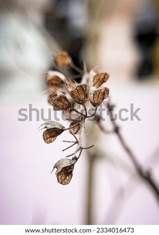 Tulshi seed is ready to fall down.