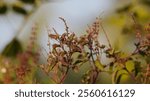 Tulsi or The Holy Basil flower, leaves. Holy basil, Sacred Basil.