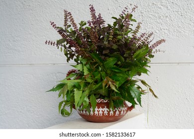 Tulsi (holy Basil) And Neem On Erthern Pots.