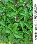 Tulsi Leaves (Holy Basil)
Tulsi, also known as Holy Basil, is a revered herb in many cultures, particularly in India, where it is considered sacred. Scientifically known as Ocimum sanctum or Ocimum te