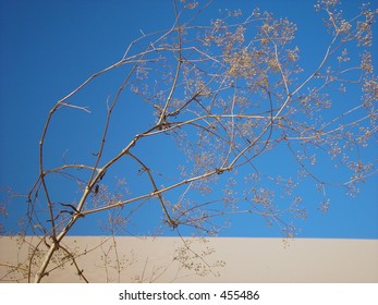 Tumble Weed