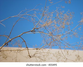 Tumble Weed