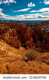 A Tumble Weed Living On The Edge Of Bryce Canyon