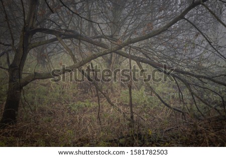 Similar – Image, Stock Photo Old apple tree Tree