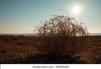 Tumbleweed