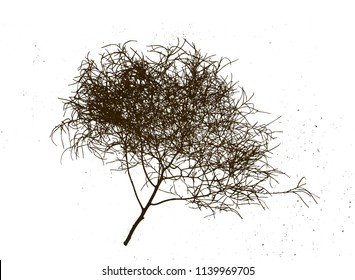 Tumbleweed  Isolated On White Background