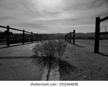 Tumbleweed On Ranch Road Pathway