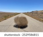 Tumbleweed on Soda Lake Road in California Valley, eastern San Luis Obispo County, California.