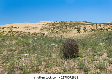 Tumbleweed Rolls On Dry Feather Grass Steppe