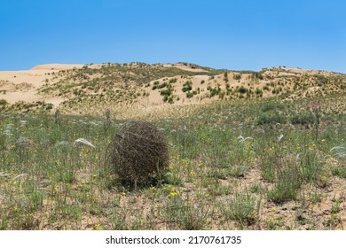 Tumbleweed Rolls On Dry Feather Grass Steppe