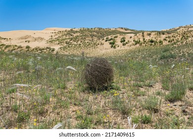 Tumbleweed Rolls On Dry Feather Grass Steppe