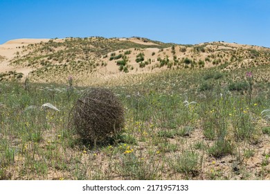 Tumbleweed Rolls On Dry Feather Grass Steppe