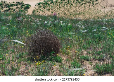 Tumbleweed Rolls On Dry Feather Grass Steppe