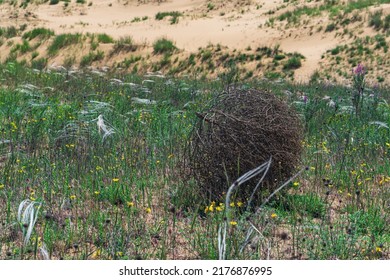 Tumbleweed Rolls On Dry Feather Grass Steppe