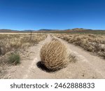 Tumbleweed or Russian Thistle on a farm road in Nevada