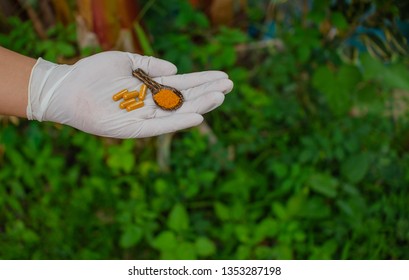 Tumeric Capsules Experiment On The Field Or Garden Of Root Herbs, Traditional Medical Process