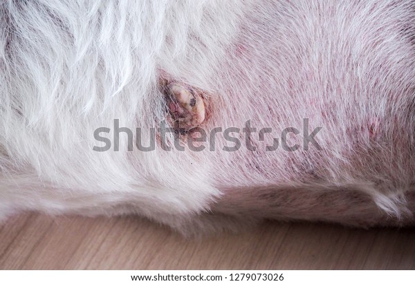 Tumor That Grows On Skin Dog Stock Photo (Edit Now) 1279073026