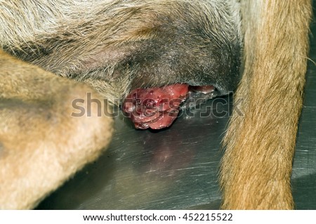 cancer of the vulva in dogs Cancer of the vulva in dogs