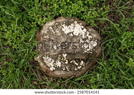 tump from an cut off tree in the middle of an park