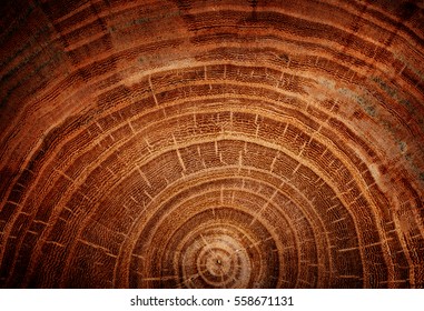 Tump Of Oak Tree Felled - Section Of The Trunk With Annual Rings