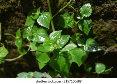 Tumpang Air (Peperomia pellucida) or commonly called Sirih cina, grows on mossy walls. This plant is useful as traditional medicine
