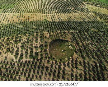 A Tumulus In The Olive Field.