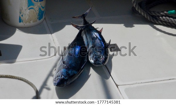 Tuna caught in\
the ocean lies on a fishing\
boat