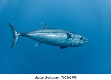 Tuna, Disambiguation,  Mackerel Family (Scombridae)