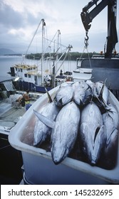 Tuna Fish In Container On Fishing Boat Dawn Cairns Australia