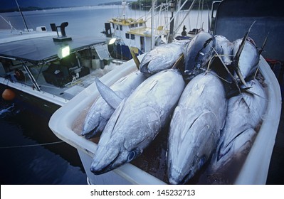 Tuna Fish In Container On Fishing Boat Dawn Cairns Australia