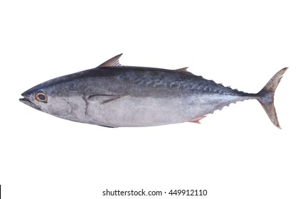 Tuna Fish Isolated On White Background