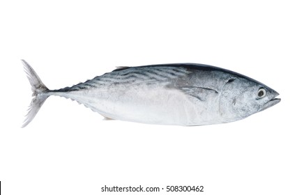 Tuna Fish Isolated On White Background