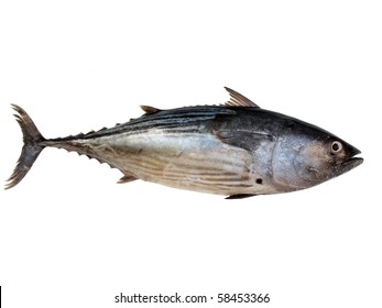 A Tuna Fish Isolated On A White Background